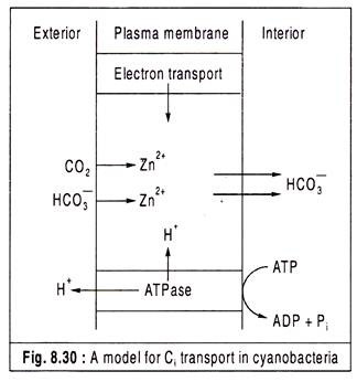 Model for Ci Transport in Cyanobacteria