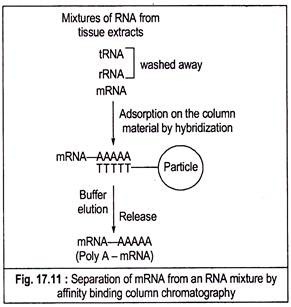 Separation of mRNA