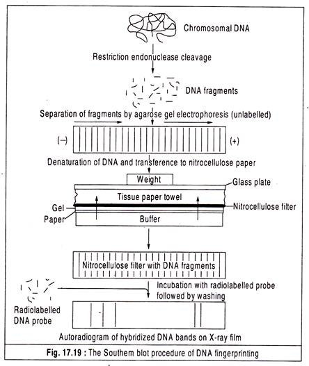 Southem Blot Procedure of DNA Fingerprinting