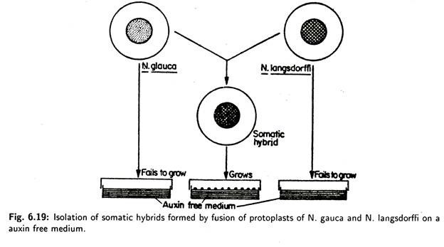 Isolation of somatic hybrids formed by fusion of protoplasts 