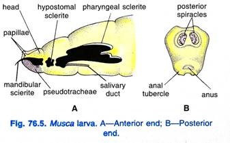 Musca larva. A-Anterior end; B-Posterior