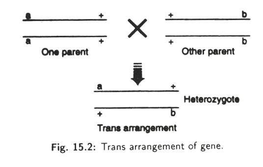 Trans Arrangement of Gene