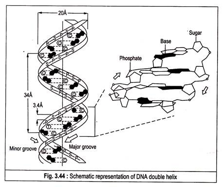 Schematic representation of DNA double helix