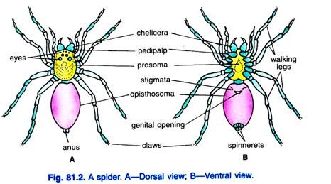 A spider. A-Dorsal view; B-Ventral view