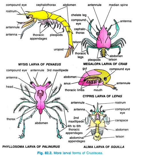 More larval forms of Crustacea