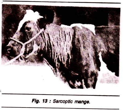 Sarcoptic Mange