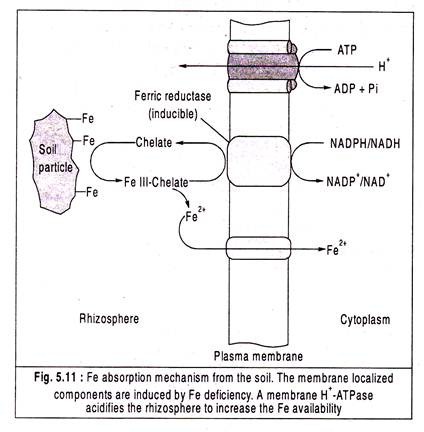 Fe Absorption Mechanism