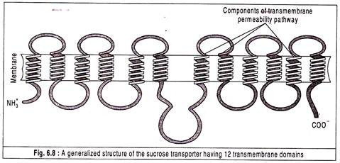 Generalized Structure of the Sucrose Transporter