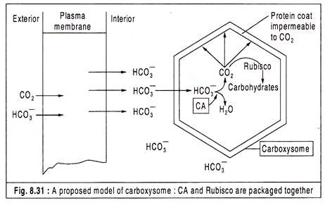 Proposed Model of Carboxysome