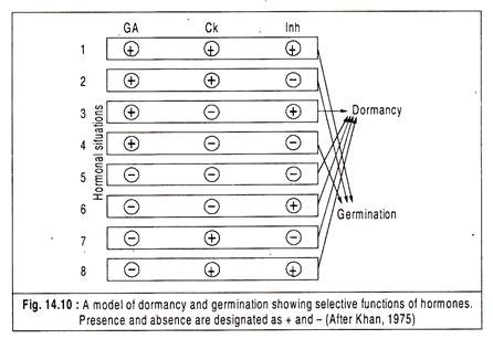 Model of Dormancy and Germination