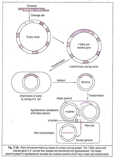 Plant Cell Transformation