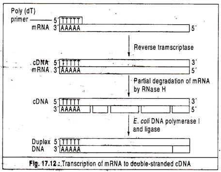 Transcription of mRNA