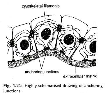 Highly Schematised Drawing of Anchoring Junctions