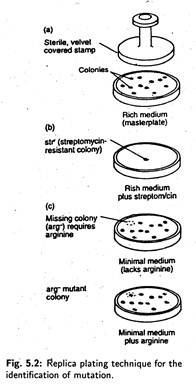 Replica Plating Technique