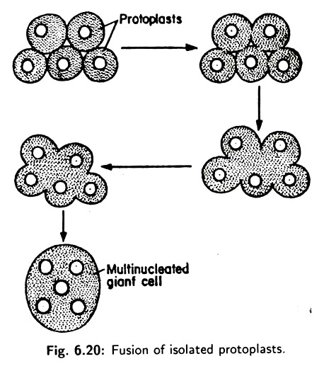 Fusion of Isolated Protoplasts