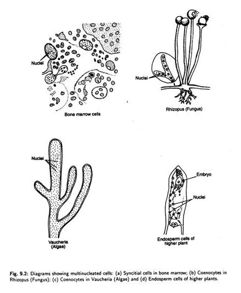 Multinucleated Cells