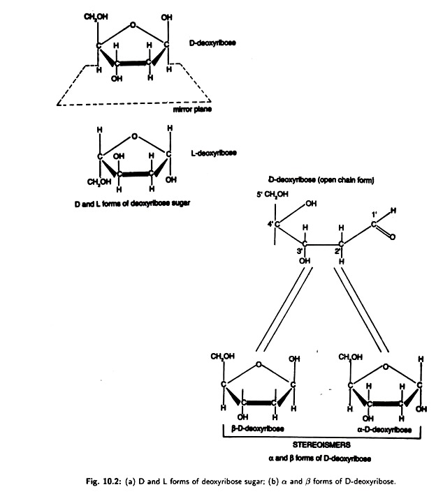 D and L Forms of Deoxyribose Sugar and α and β Forms of D-deoxyribose