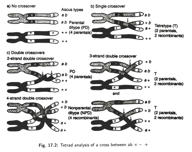 Tretrad Analysis of a Cross