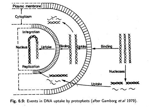 Events in DNA uptake by protoplasts