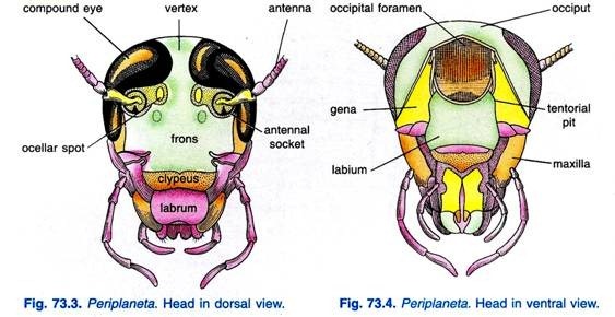 Periplaneta. Head in dorsal view and ventral view