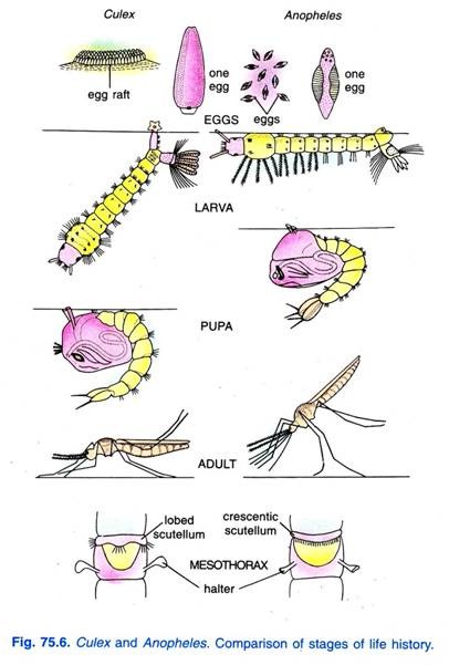 Culex and Anopheles. Comparison of stages of life history