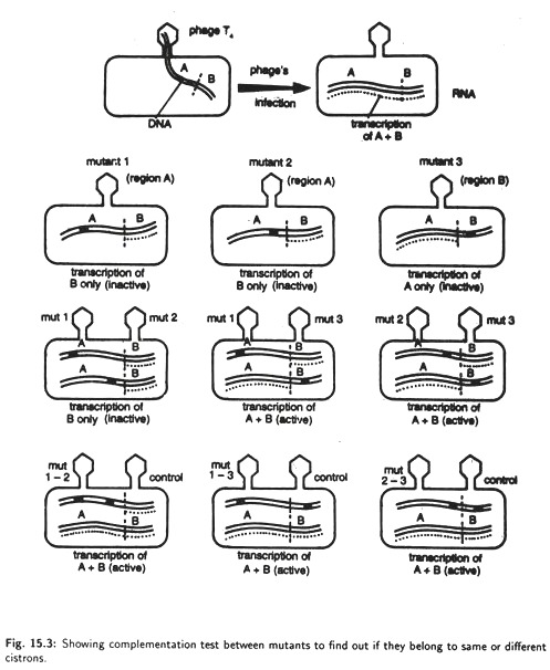 Complementation Test