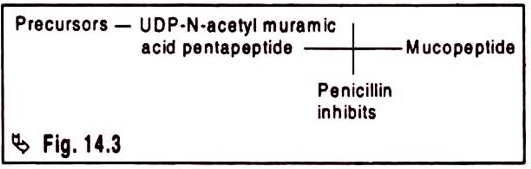 Antibiotics Inhibiting Cell Wall Synthesis