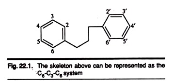 Skeleton