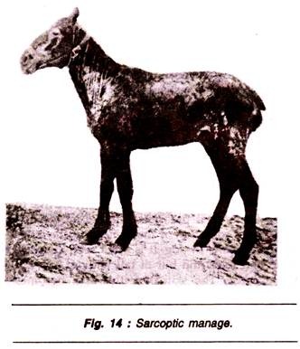 Sarcoptic Mange