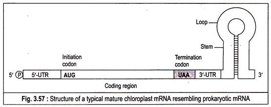 Structure of a typical mature chloroplast mRNA resembling prokaryotic mRNA