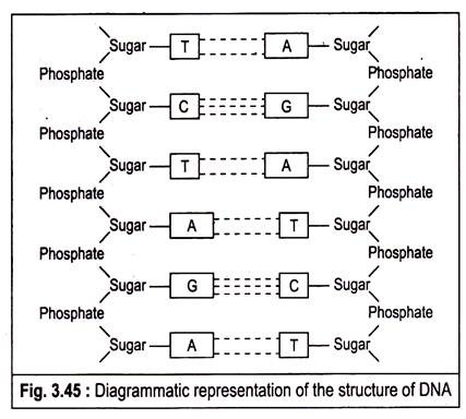 Diagrammatic representation of the structure of DNA