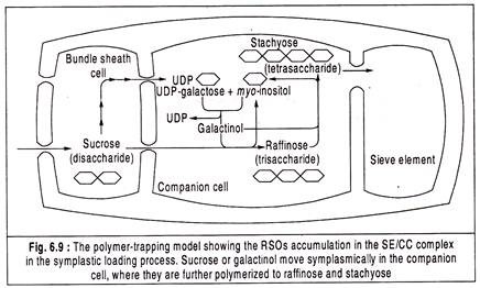 Polymer-Trapping Model