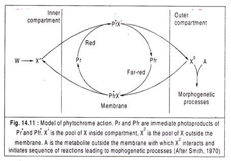 Model of Phytochrome Action