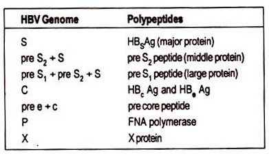 HBV Genome and Polypeptides