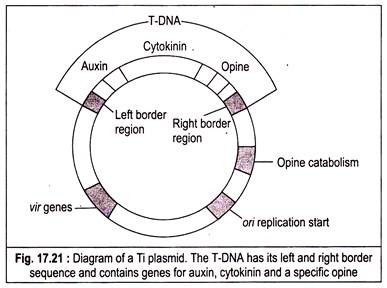 Ti Plasmid