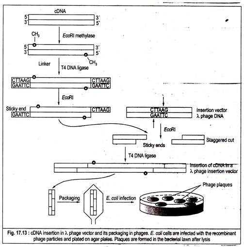 cDNA Insertion in λ Phage Vector