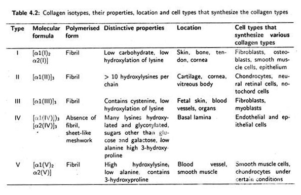 Collagen Isotypes