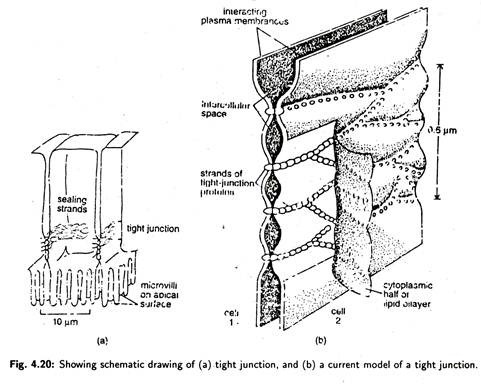 Tight Junction and Current Model of a Tight Junction