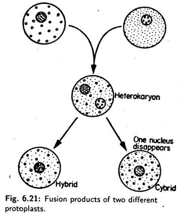 Fusion Products of Two Different Protoplasts