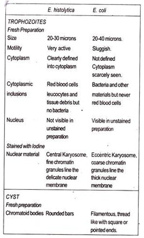 E.Histolytica and E.Coli