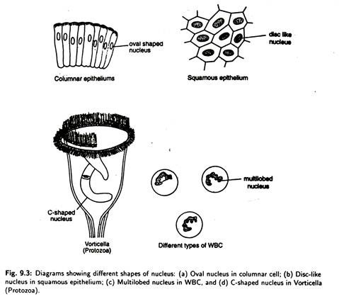 Different Shapes of Nucleus