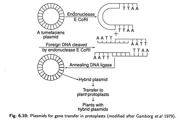 Plasmids for gene transfer in protoplasts