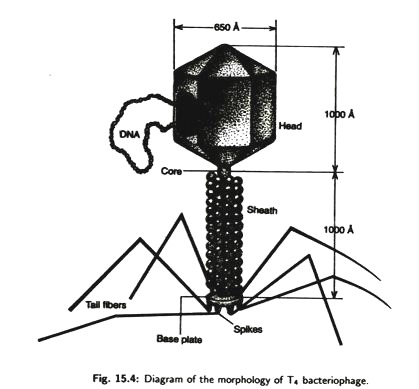 Morphology of T4 Bacteriophage