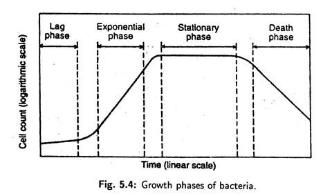 Growth Phases of Bacteria