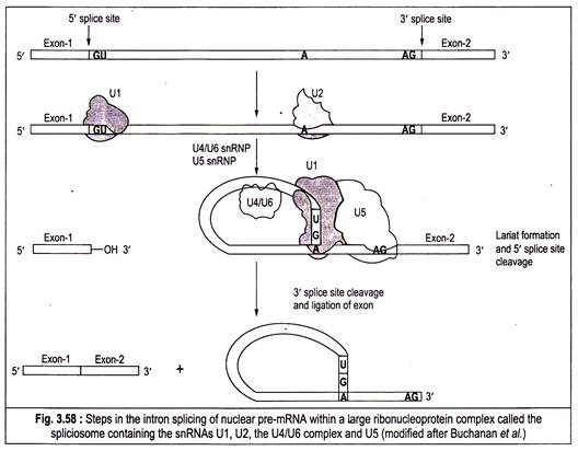 Steps in the intron splicing of nuclear pre-mRNA 