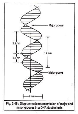 Major and Minor grooves in a DNA double helix