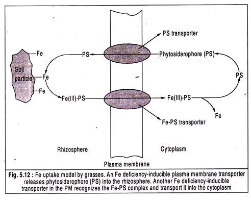 Fe Uptake Model by Grasses