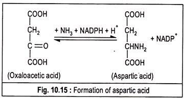 Formation of Aspartic Acid