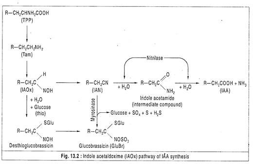 Indole Acetaldoxime Pathway of IAA Synthesis