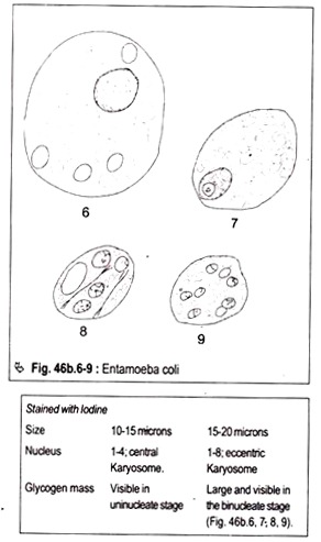 Entamoeba Coli